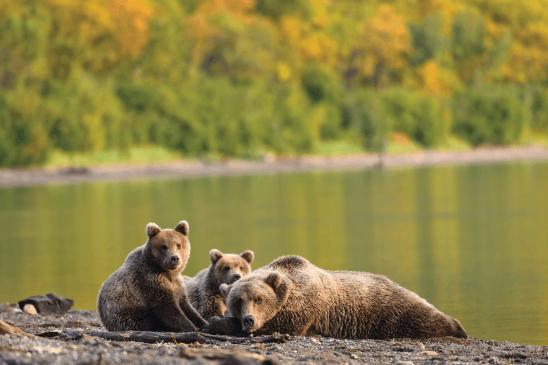Great Bear Experience