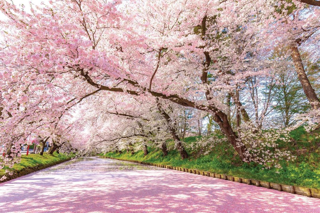 Coastal Cruise of Japan & South Korea – Cherry Blossoms and Celebrated Gardens