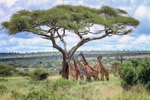 Great Ocean Road & Kangaroo Island Escape