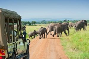 Highlights of Kenya