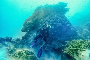 Snorkel & Dive: Great Barrier Reef