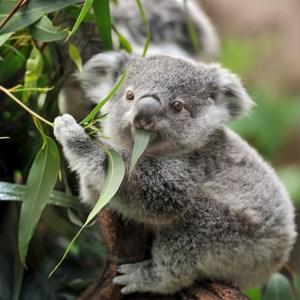 Highlights of Australia and New Zealand