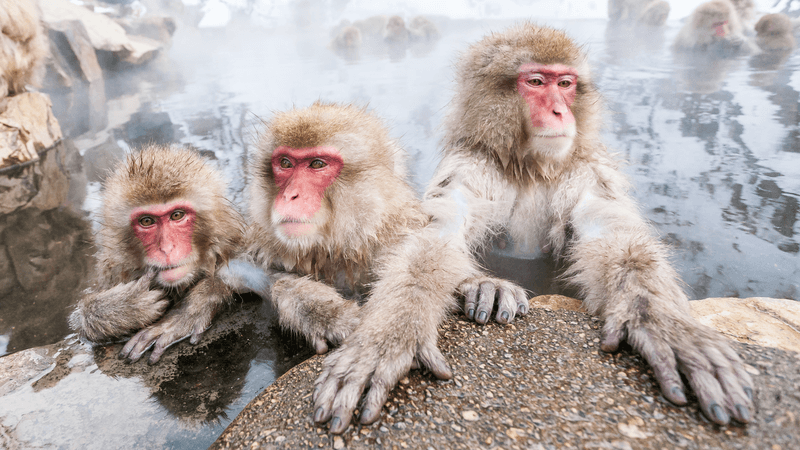 Japan Land of Wonders