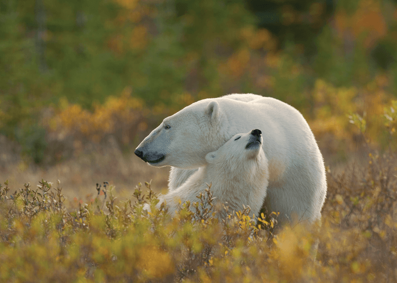 Ultimate Bears and Belugas Summer Adventure
