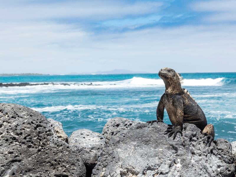 Best of South America with Amazon & Galápagos Cruises