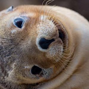 Remarkable Adelaide to Kangaroo Island - Small Group